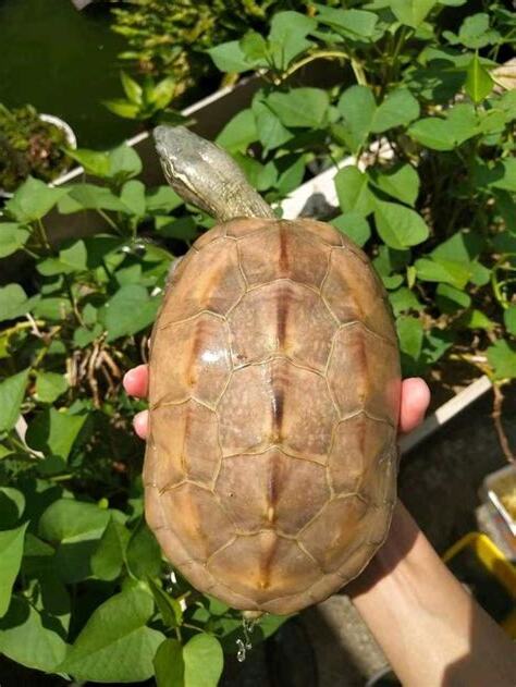 草 龜